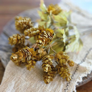 Golden Green Hops Bush